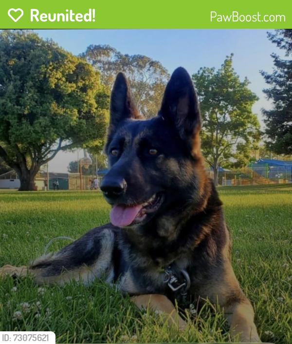 Reunited Female Dog last seen Ashland , San Leandro, CA 94578
