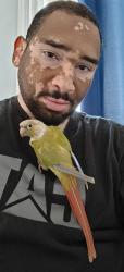 Lost Male Bird last seen Marion ave & Newland st, Westminster, CA 92683