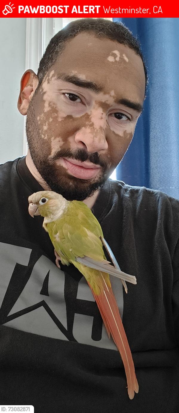 Lost Male Bird last seen Marion ave & Newland st, Westminster, CA 92683