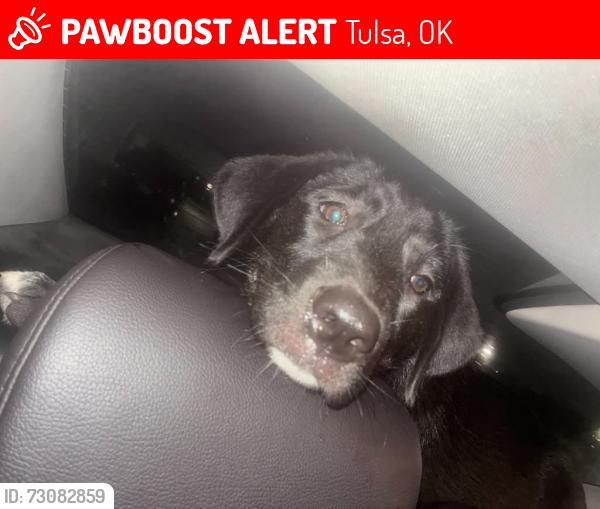Lost Female Dog last seen Near W Skelly Drive, Tulsa ok, Tulsa, OK 74107