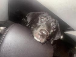 Lost Female Dog last seen Near W Skelly Drive, Tulsa ok, Tulsa, OK 74107