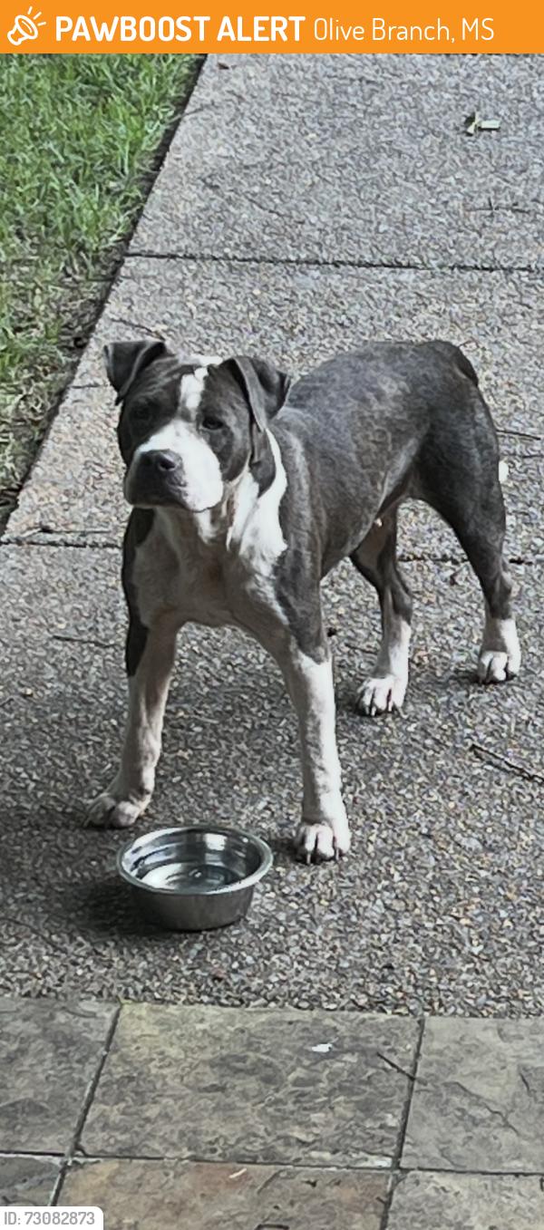 Found/Stray Female Dog last seen Off Center Hill, about 0.7 miles south of 302, Olive Branch, MS 38654