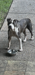 Found/Stray Female Dog last seen Off Center Hill, about 0.7 miles south of 302, Olive Branch, MS 38654