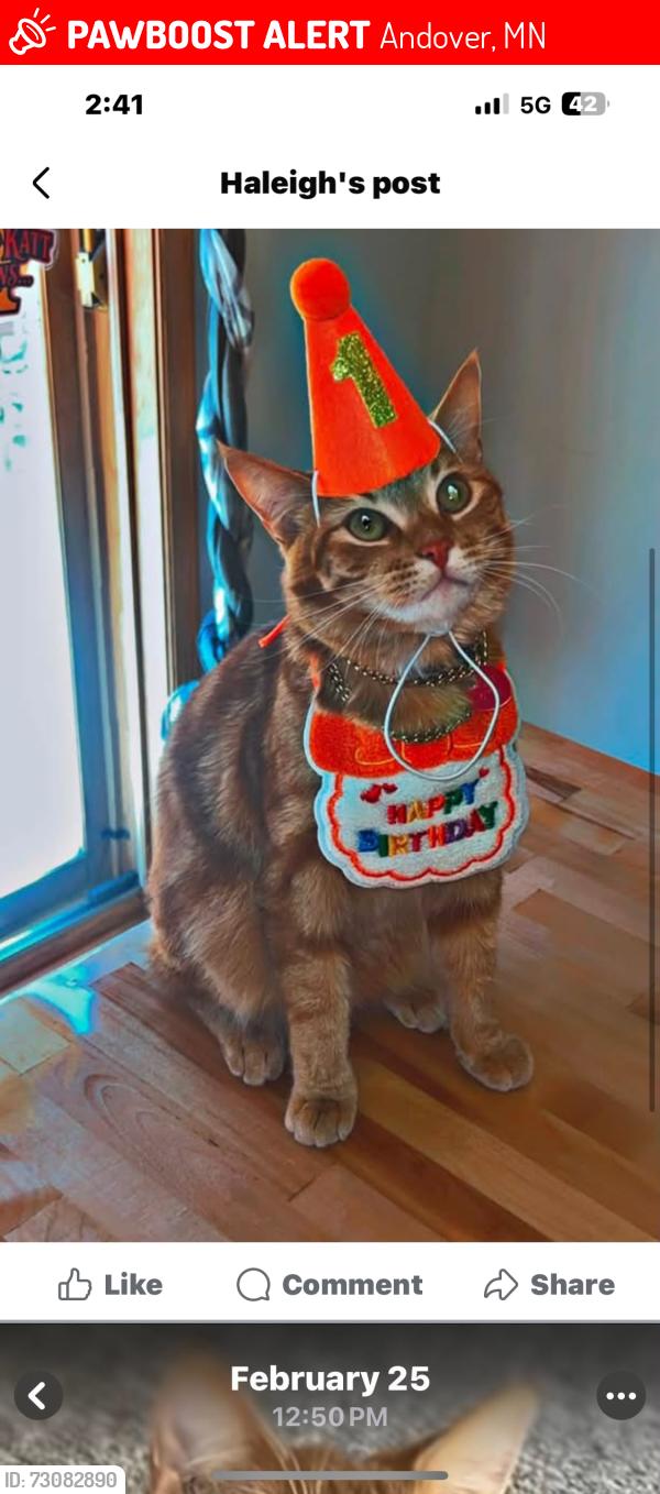 Lost Male Cat last seen Down the street from Muddy Paws, Andover, MN 55304