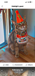Lost Male Cat last seen Down the street from Muddy Paws, Andover, MN 55304