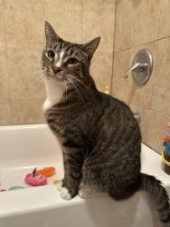 Lost Male Cat last seen 21st and Mifflin, Philadelphia, PA 19145