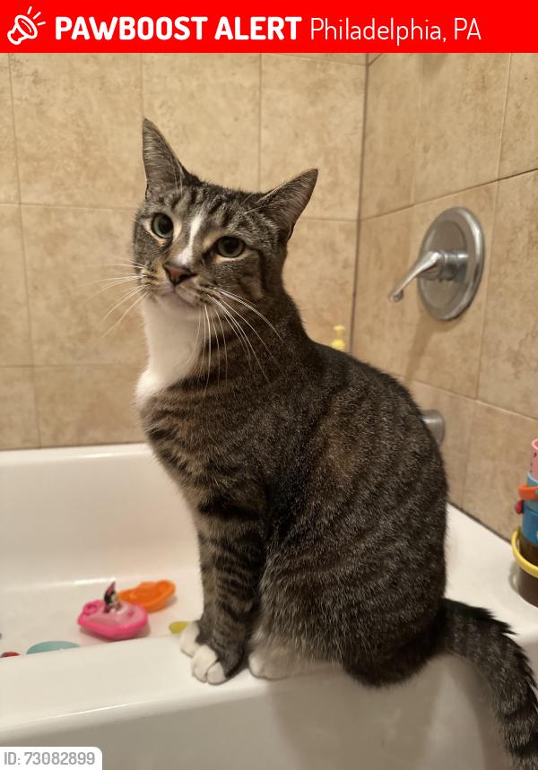 Lost Male Cat last seen 21st and Mifflin, Philadelphia, PA 19145
