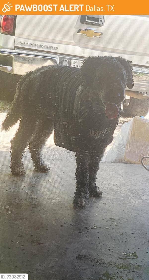 Found/Stray Male Dog last seen Near highfall, Dallas, TX 75232
