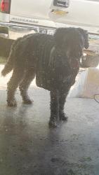 Found/Stray Male Dog last seen Near highfall, Dallas, TX 75232
