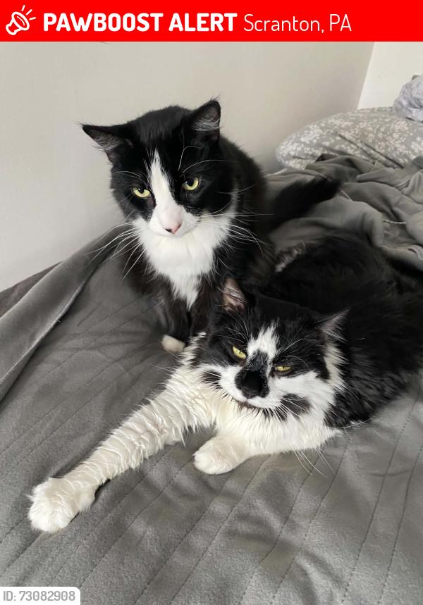 Lost Unknown Cat last seen All Saints Academy, Scranton, PA 18504