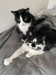 Lost Unknown Cat last seen All Saints Academy, Scranton, PA 18504