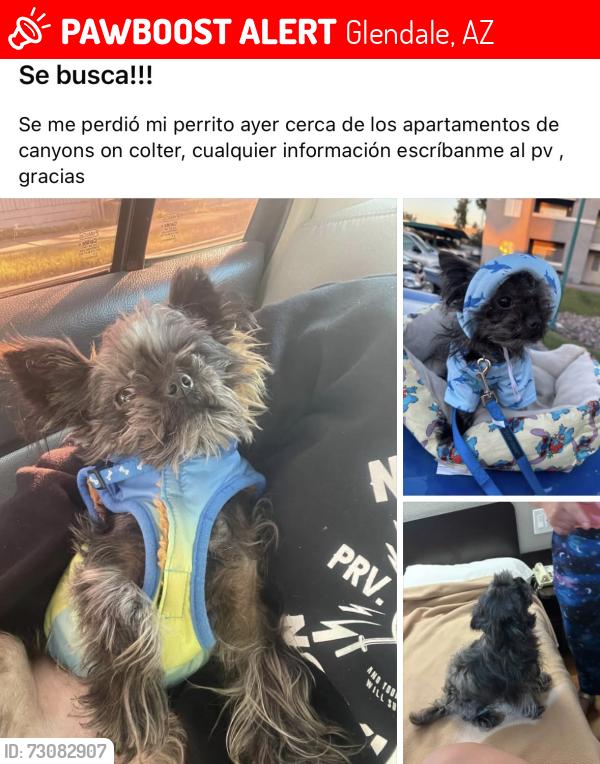 Lost Female Dog last seen Camelback and 57th Ave, Glendale, AZ 85301