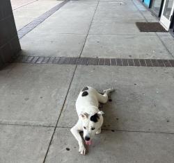 Found/Stray Female Dog last seen Clay and highway 6, Houston, TX 77084