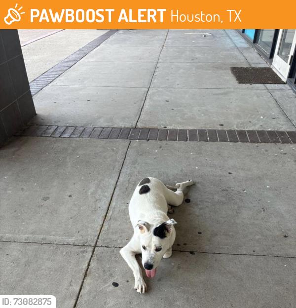 Found/Stray Female Dog last seen Clay and highway 6, Houston, TX 77084