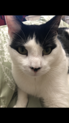 Lost Male Cat last seen Lamberton st and Hurlburt, New Haven, CT 06510