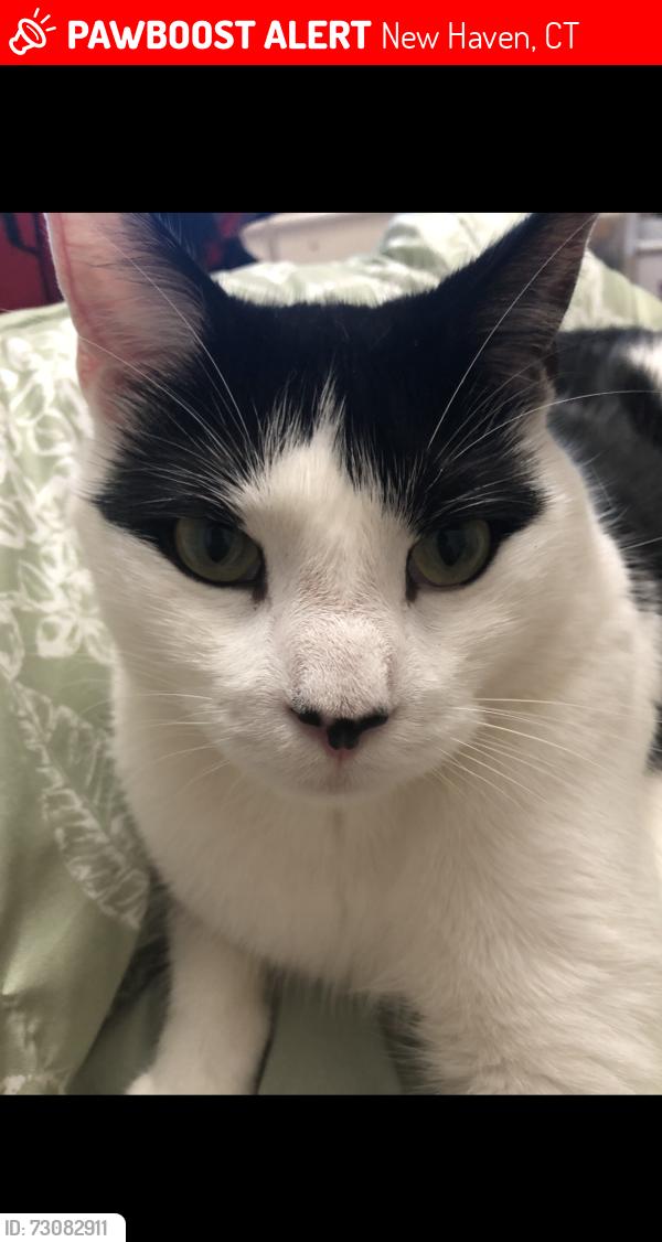 Lost Male Cat last seen Lamberton st and Hurlburt, New Haven, CT 06510