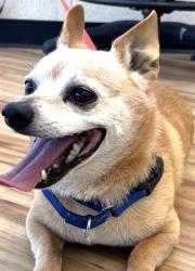 Reunited Male Dog last seen Near centennial Blvd, Richardson, TX 75081