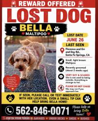 Lost Female Dog last seen Florence and orr, Santa Fe Springs, CA 90670