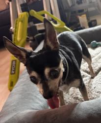 Reunited Female Dog last seen 127th ST and Major , Palos Heights, IL 60463