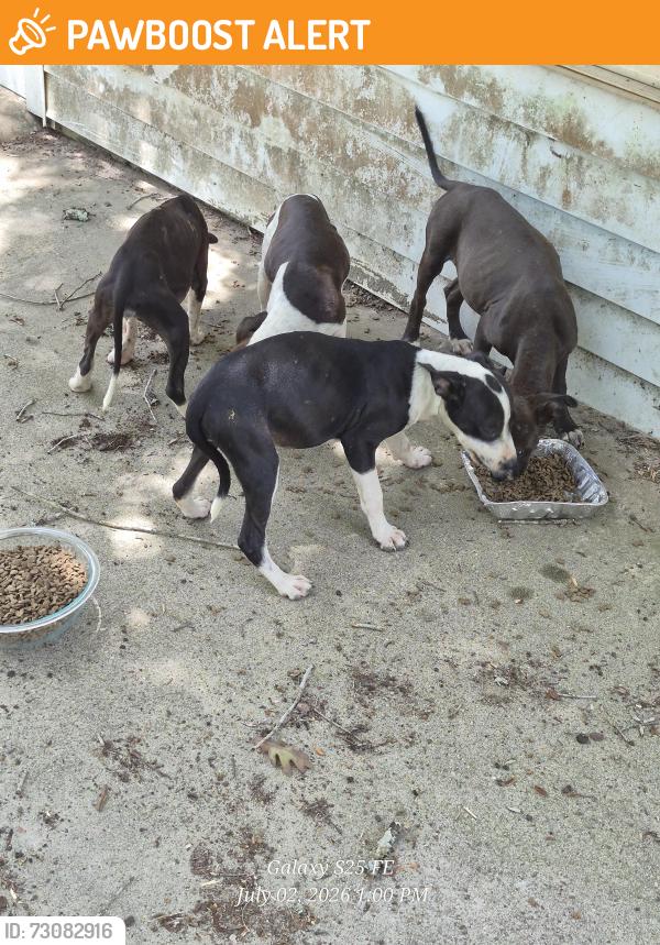 Found/Stray Female Dog last seen FM 3081 and Brown Road, San Jacinto County, TX 77378