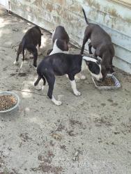 Found/Stray Female Dog last seen FM 3081 and Brown Road, San Jacinto County, TX 77378