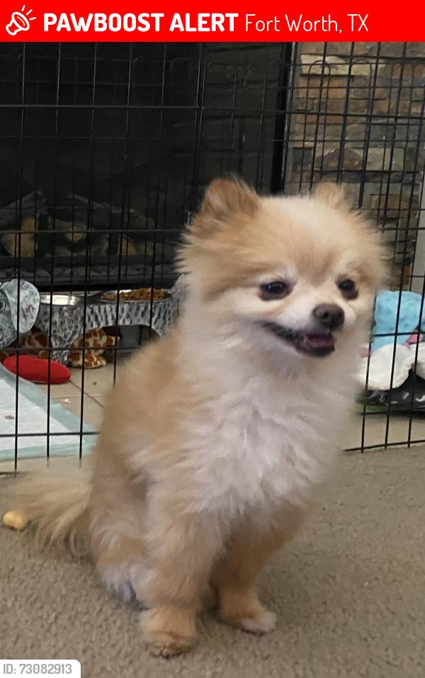 Lost Male Dog last seen Near creighton ct, Fort Worth, TX 76120