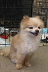 Lost Male Dog last seen Near creighton ct, Fort Worth, TX 76120