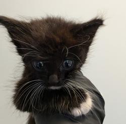 Shelter Stray Female Cat last seen Z Street, San Diego, CA, 92113, 5500 Gaines St, San Diego, CA 92110, USA