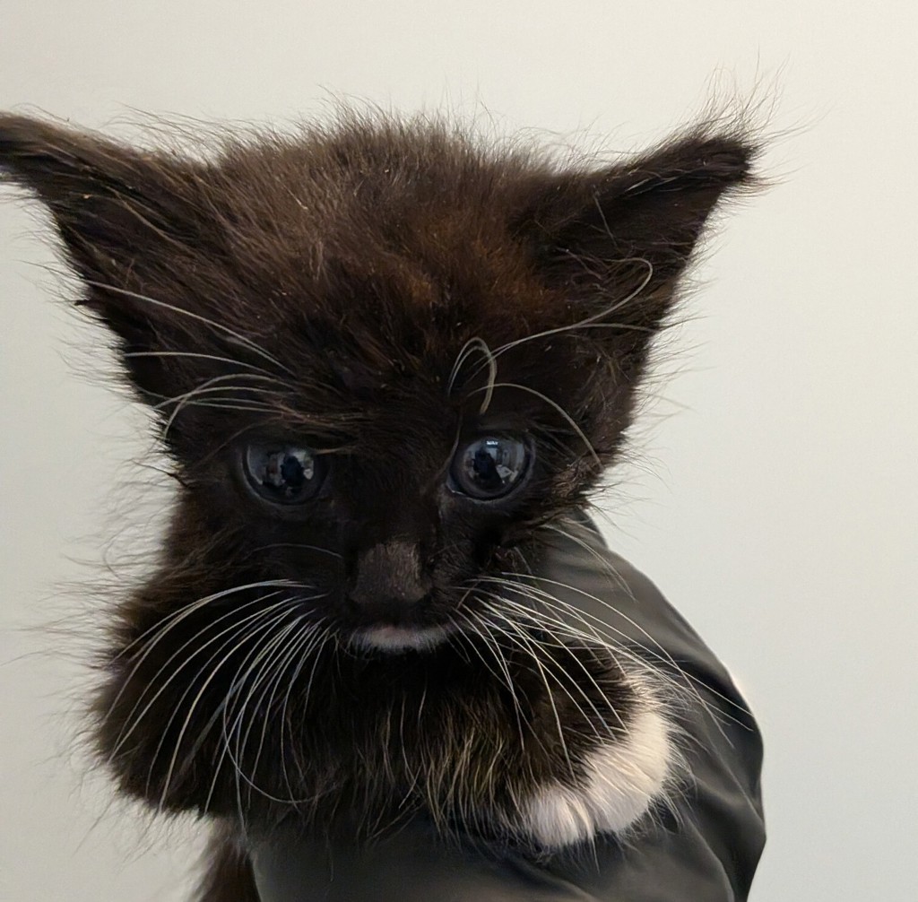 Shelter Stray Female Cat last seen Z Street, San Diego, CA, 92113, 5500 Gaines St, San Diego, CA 92110, USA