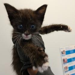 Shelter Stray Female Cat last seen Z Street, San Diego, CA, 92113, 5500 Gaines St, San Diego, CA 92110, USA