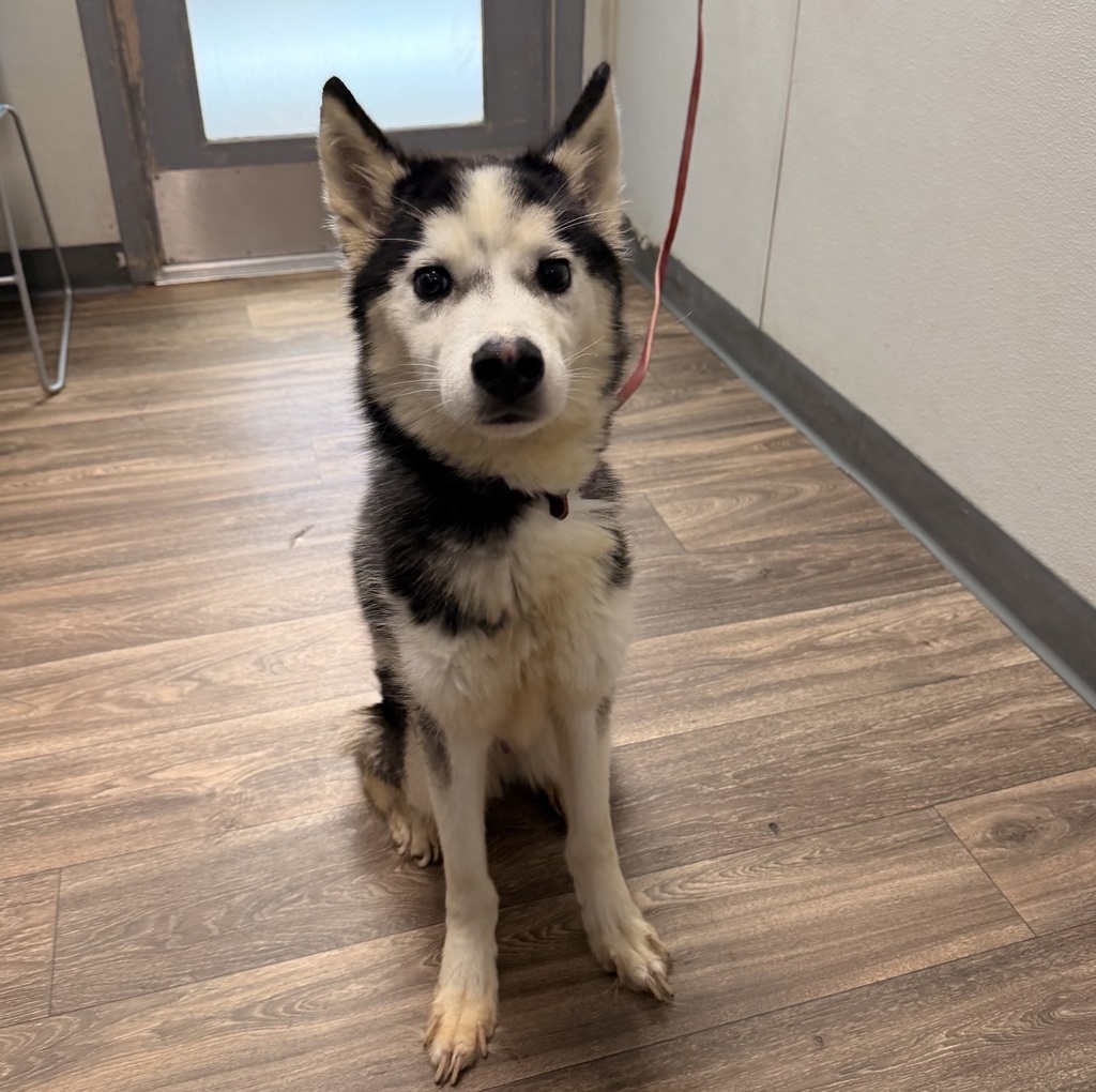 Shelter Stray Male Dog last seen Bonillo Drive, San Diego, CA, 92115, 5500 Gaines St, San Diego, CA 92110, USA