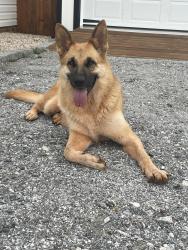 Found/Stray Female Dog last seen Edward rd Lyman sc, Lyman, SC 29365