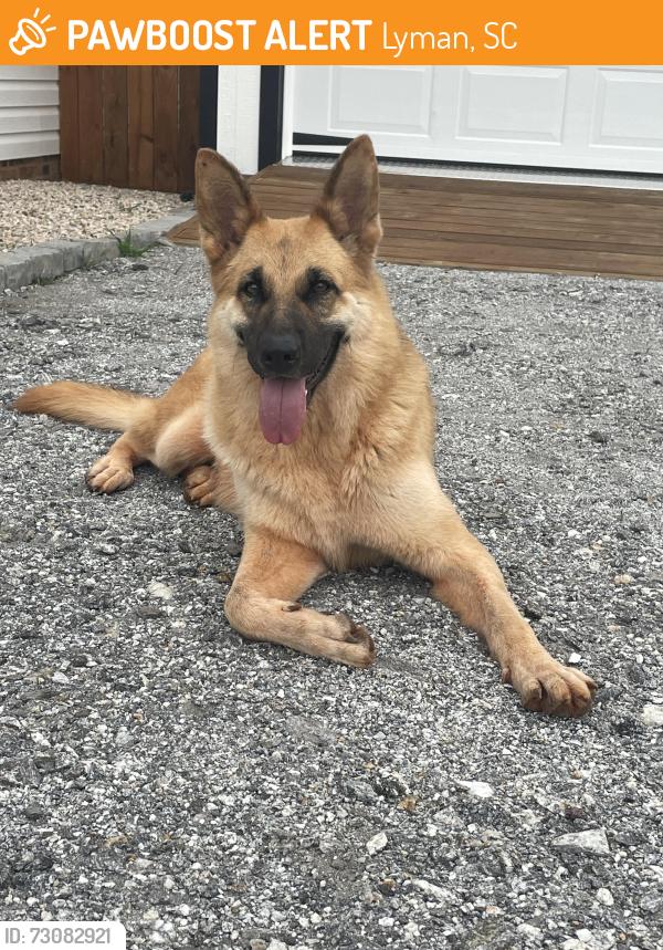 Found/Stray Female Dog last seen Edward rd Lyman sc, Lyman, SC 29365