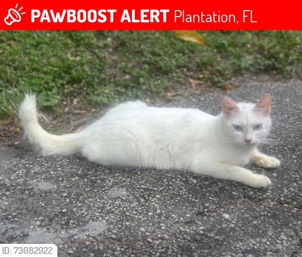 Lost Female Cat last seen NW First St Plantation, FL, Plantation, FL 33317