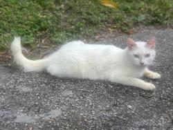 Lost Female Cat last seen NW First St Plantation, FL, Plantation, FL 33317