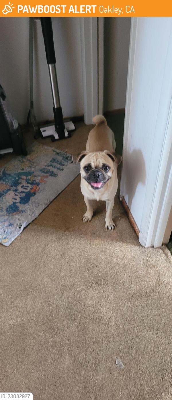 Found/Stray Male Dog last seen Near Delta Rd, Oakley, CA, Oakley, CA 94561