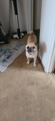 Found/Stray Male Dog last seen Near Delta Rd, Oakley, CA, Oakley, CA 94561