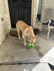 Found/Stray Unknown Dog last seen Dove Crossing neighborhood, New Braunfels, TX 78130