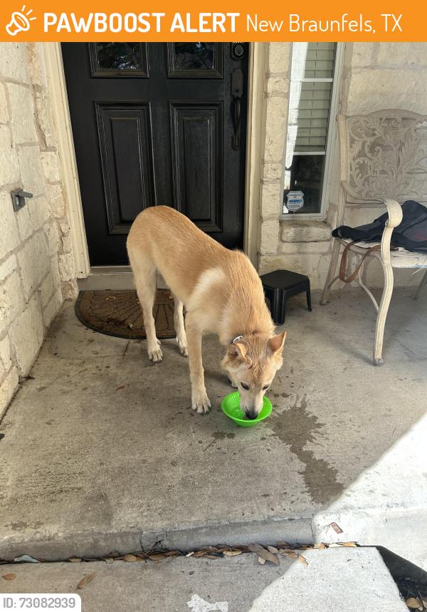Found/Stray Unknown Dog last seen Dove Crossing neighborhood, New Braunfels, TX 78130