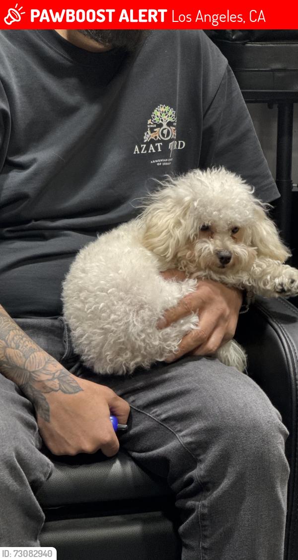 Lost Female Dog last seen Sharp Ave, Los Angeles, CA 91352