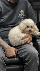 Lost Female Dog last seen Sharp Ave, Los Angeles, CA 91352