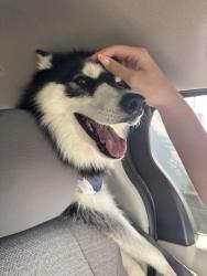Reunited Female Dog last seen Near and Theodore, Plainfield, IL 60586
