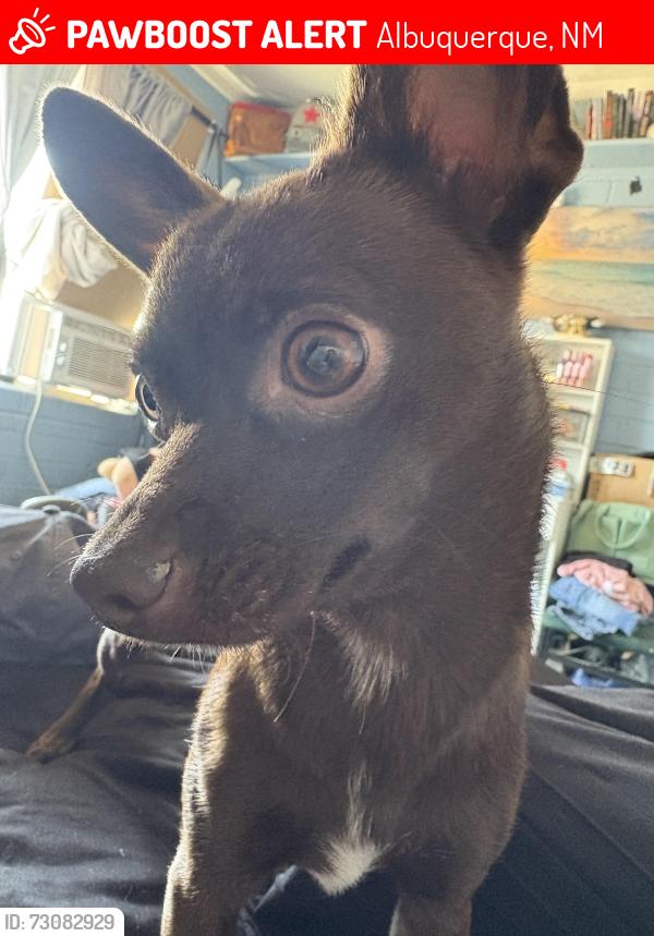 Lost Female Dog last seen Sage and 98th, Albuquerque, NM 87121