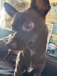 Lost Female Dog last seen Sage and 98th, Albuquerque, NM 87121