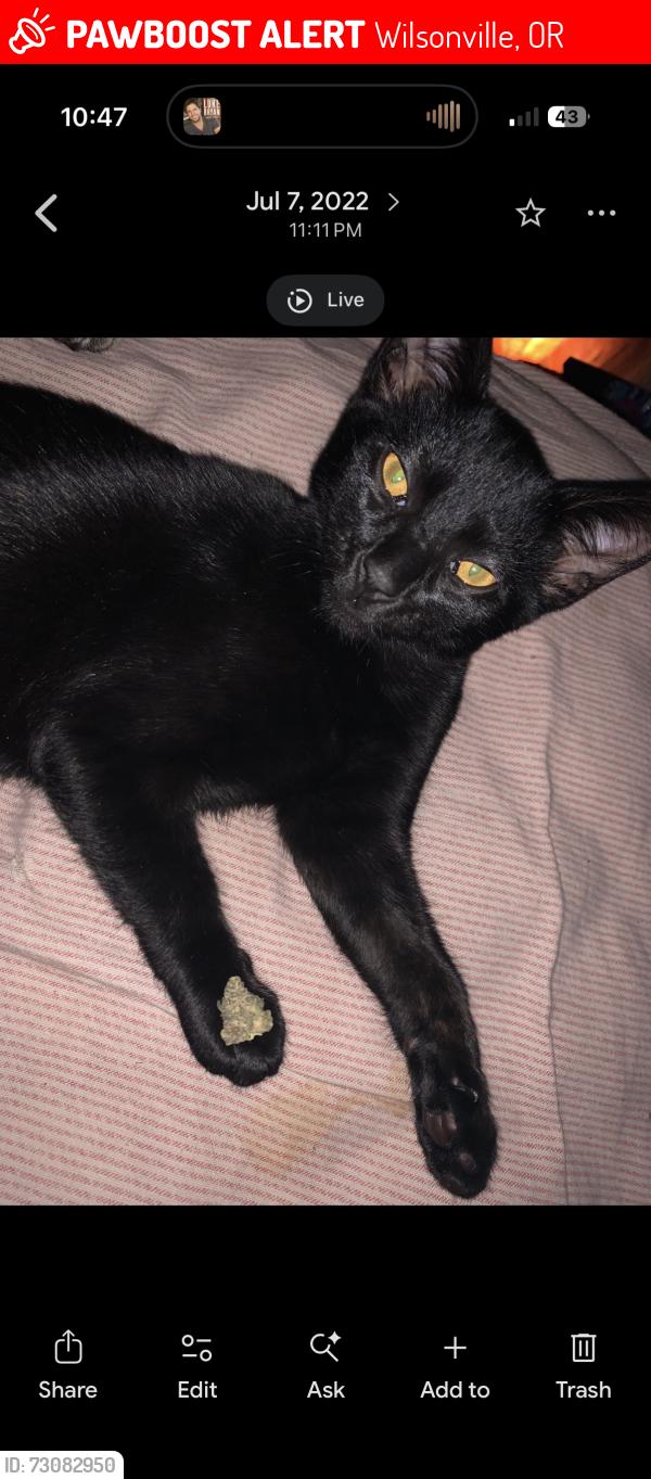 Lost Male Cat last seen Boones ferry road, Wilsonville, OR 97070