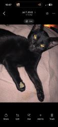 Lost Male Cat last seen Boones ferry road, Wilsonville, OR 97070
