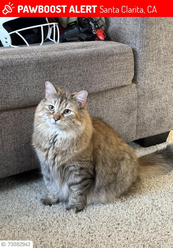 Lost Female Cat last seen Near fahren ct, Santa Clarita, CA 91387
