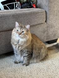 Lost Female Cat last seen Near fahren ct, Santa Clarita, CA 91387