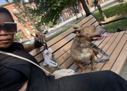 Lost Male Dog last seen Baltimore and stricker st , Baltimore, MD 21223