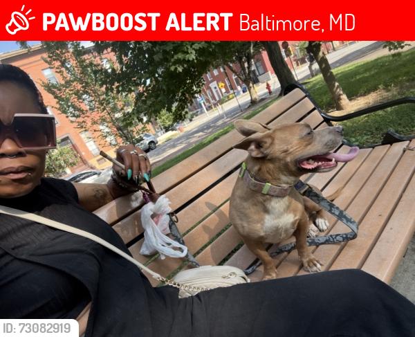 Lost Male Dog last seen Baltimore and stricker st , Baltimore, MD 21223